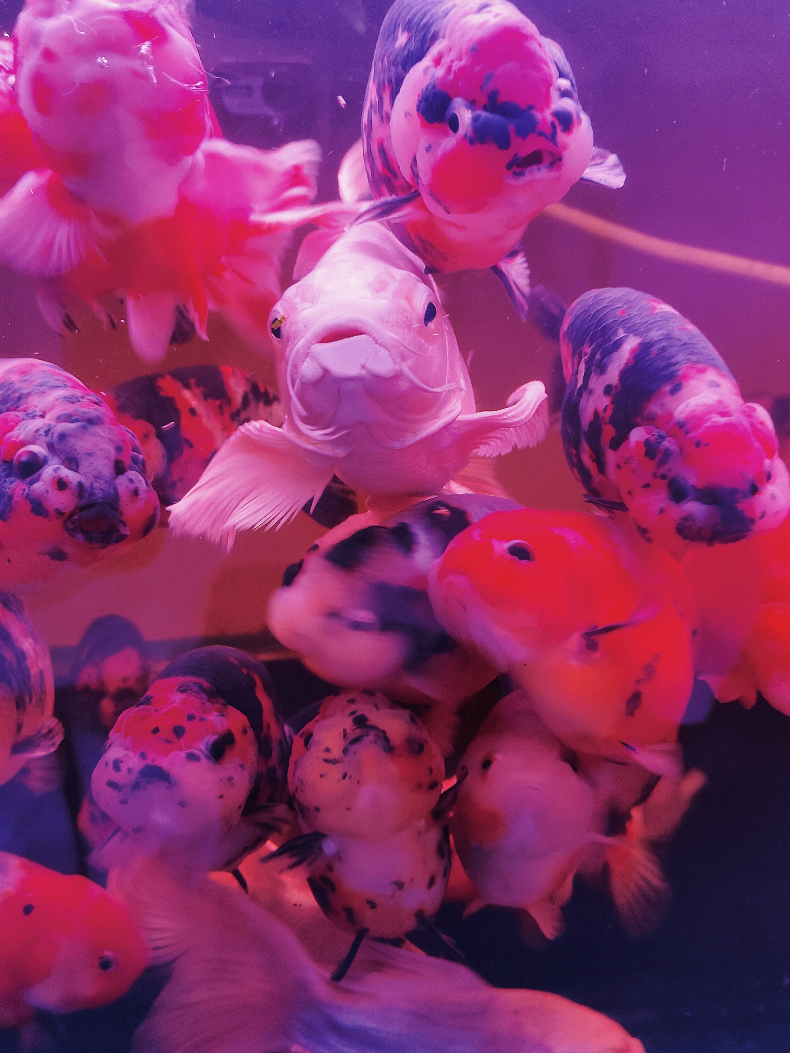 广西花鸟市场和南宁花鸟市场,广西平果花鸟市场在哪里