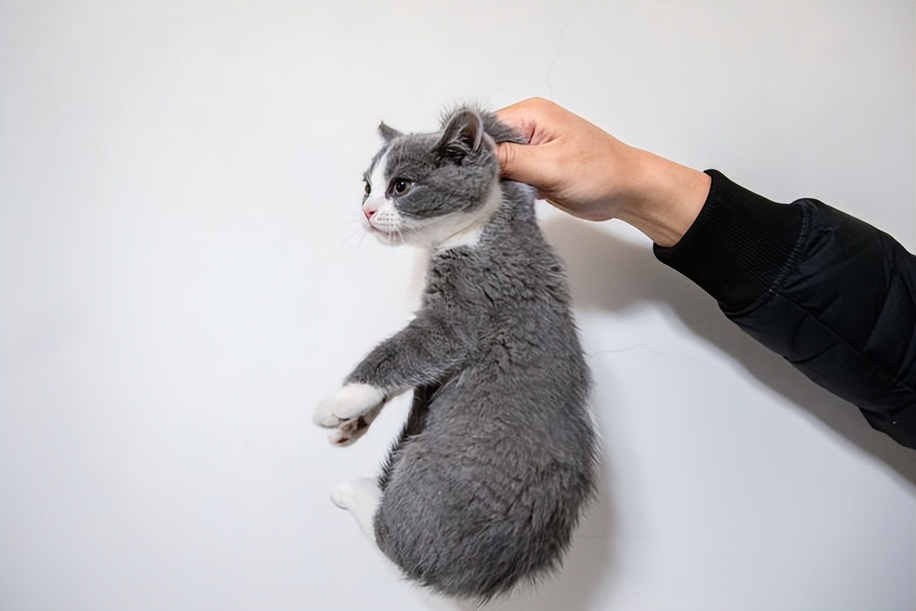 保定养猫的正确方法,猫咪是如何抓痒的