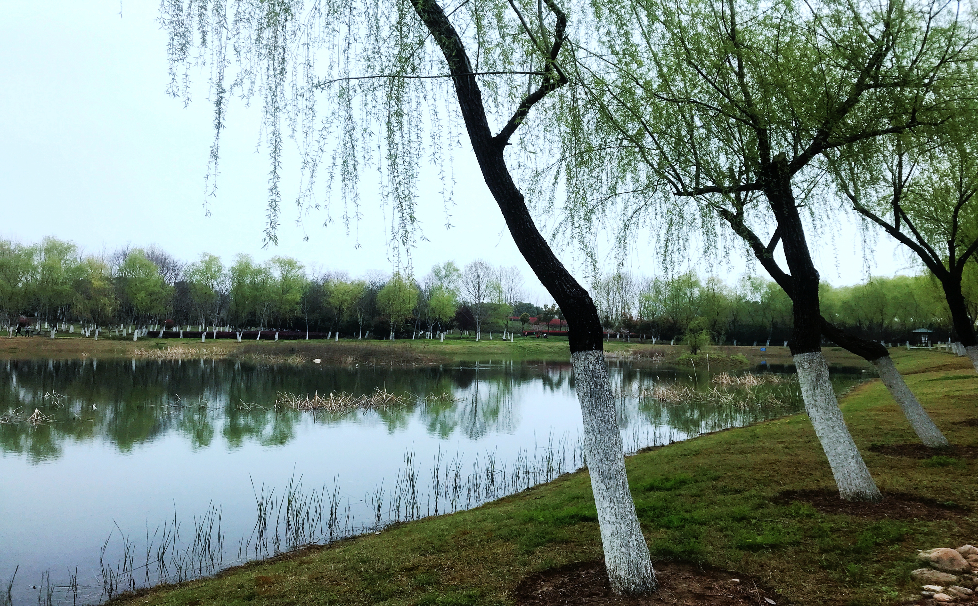 合肥塘西河公园怎么样,合肥塘西河公园的桥