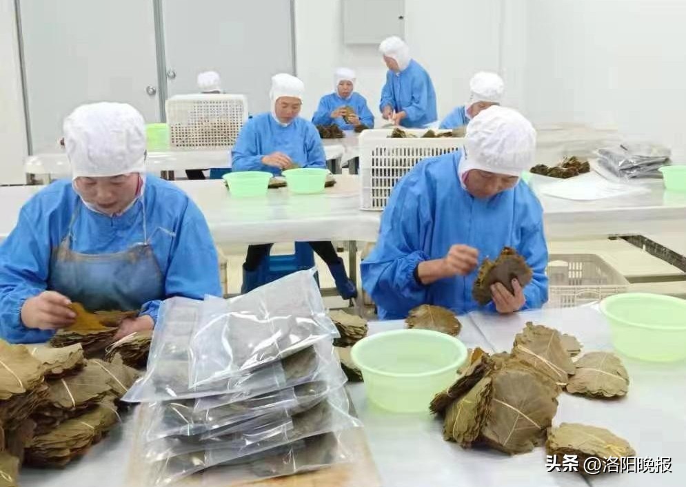 宿松小艾草成为脱贫致富黄金叶,车村镇槲叶