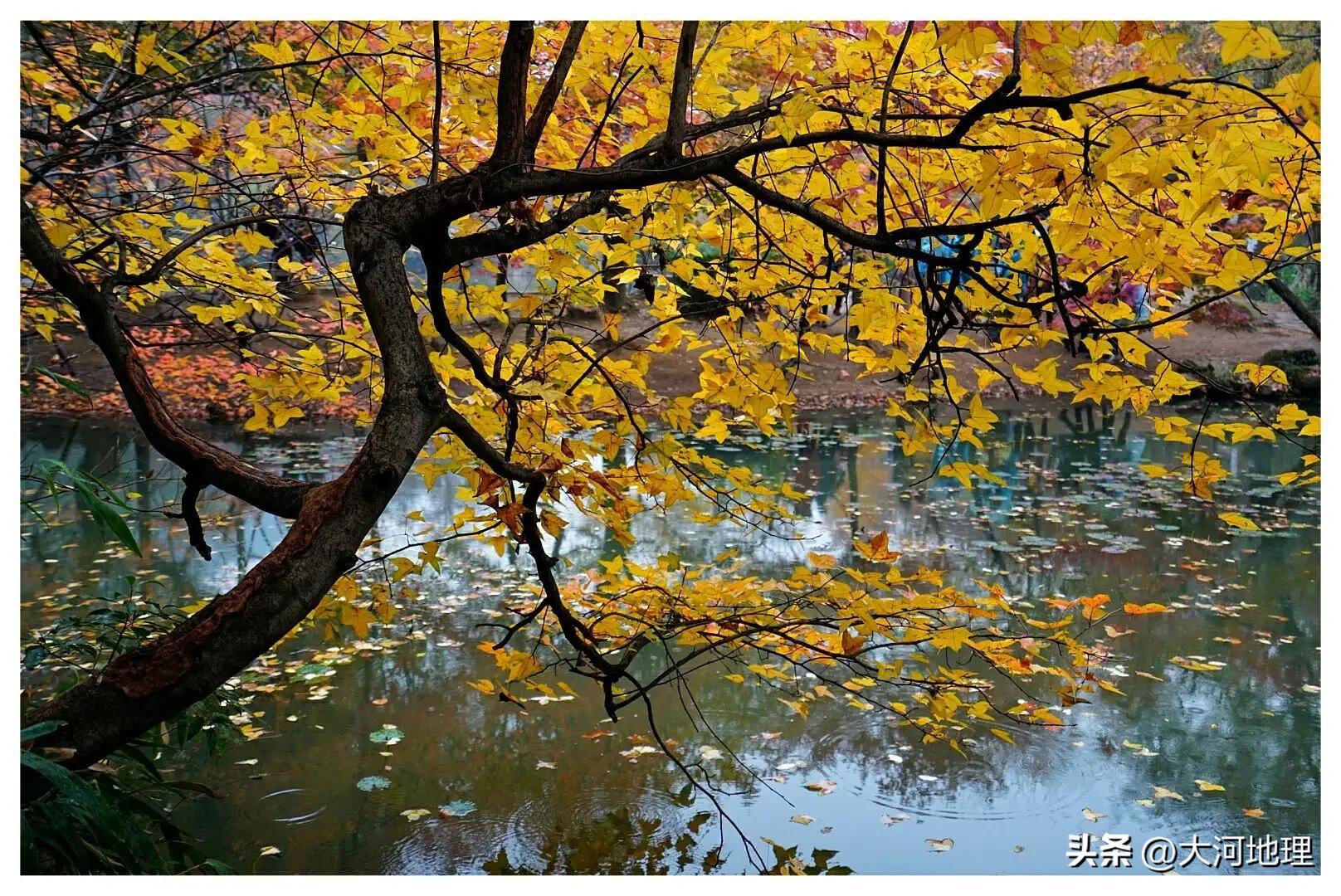 中国南方这30个景点,难说多知名,但敢说它的秋色最艳最浪漫