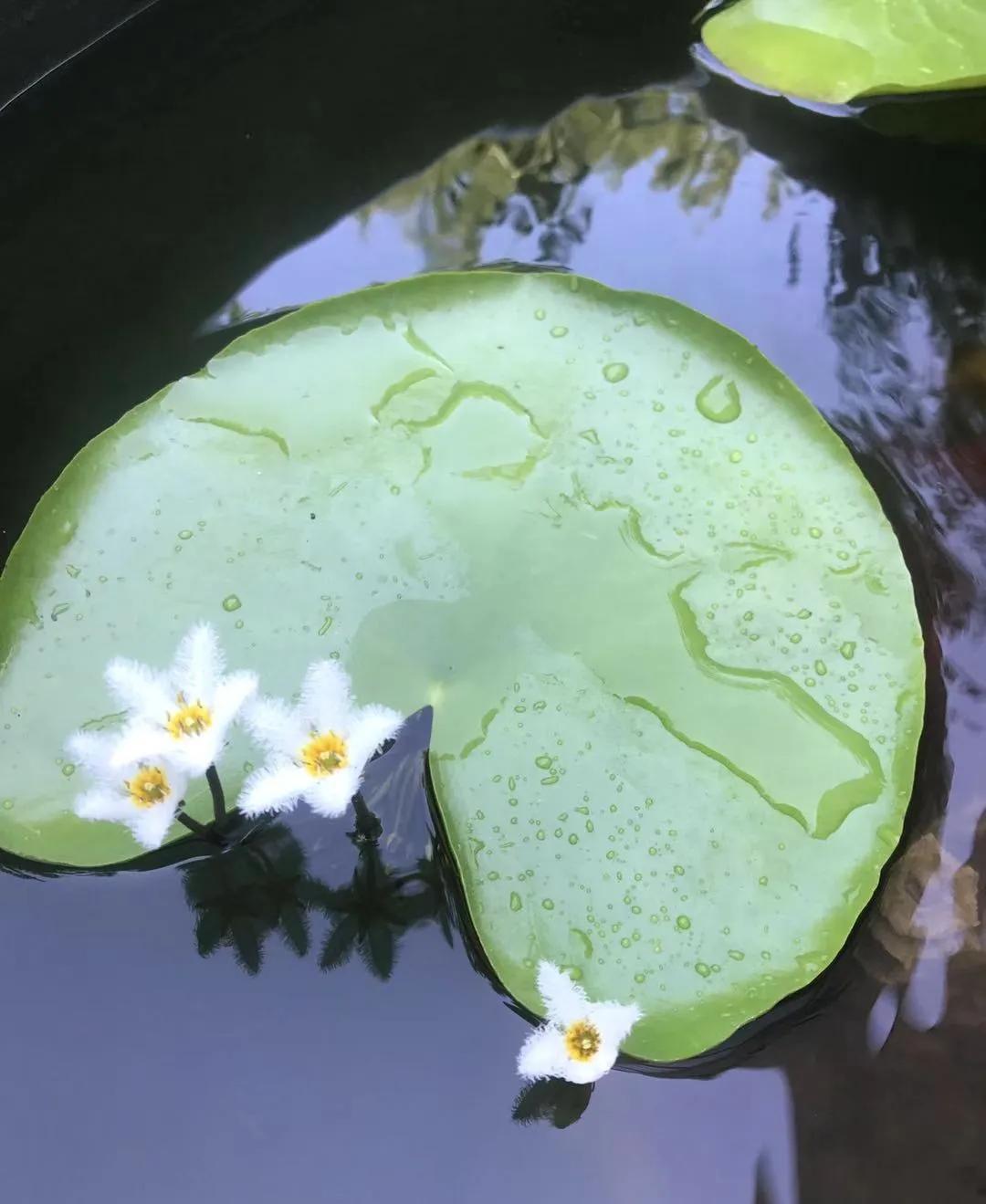 适合新手家养的花卉,适合懒人和养花新人练手的绿植