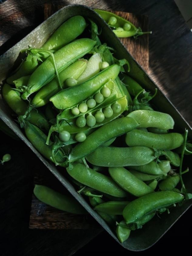 空气分级蚕豆蛋白级分作为颗粒和挤压肉鸡日粮中豆粕的替代品