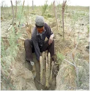 道地沙漠肉苁蓉产于哪个沙漠,道地中药材肉苁蓉