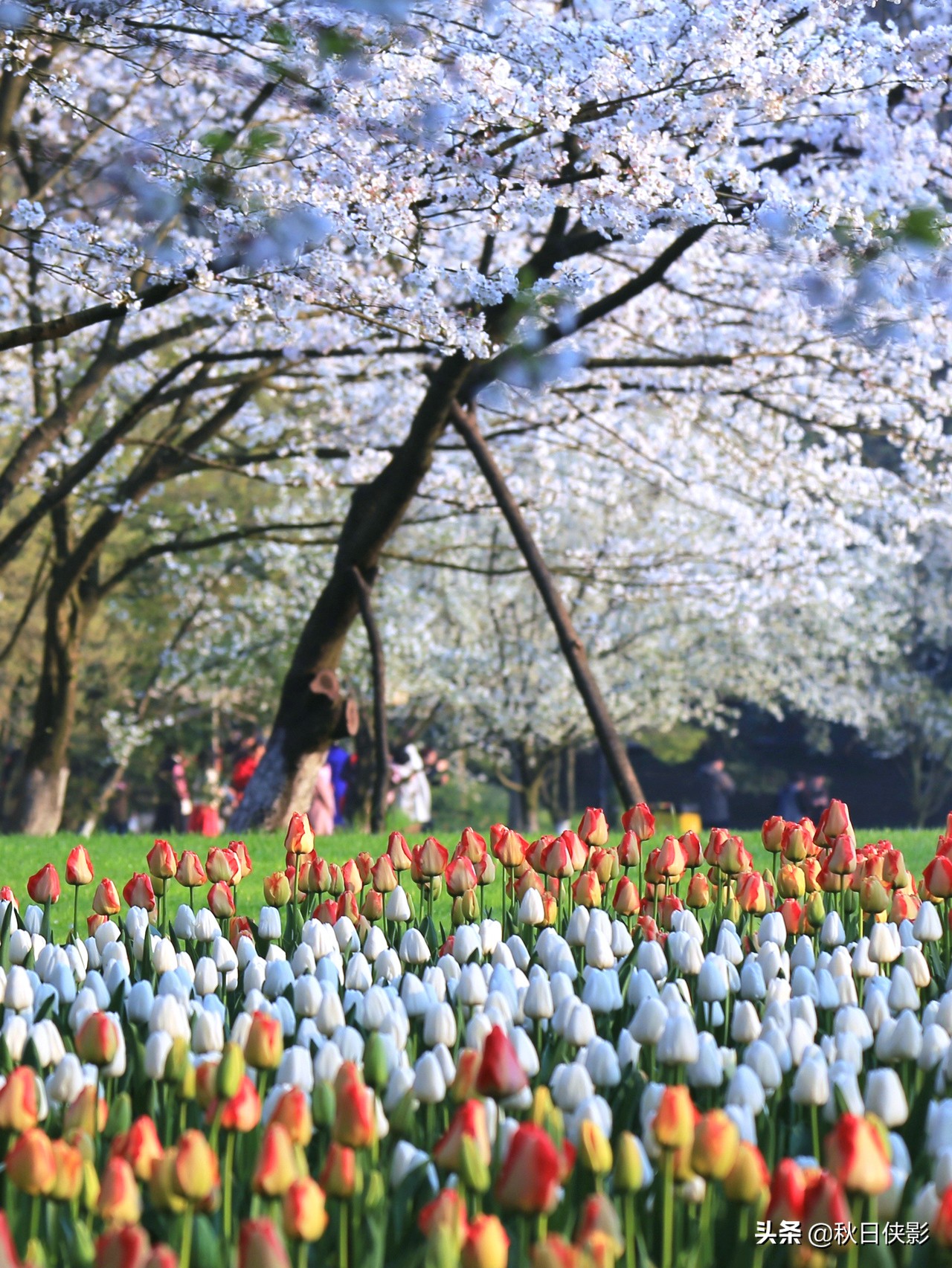 西湖的春天是旅行最美好的季节,走进西湖春天美景