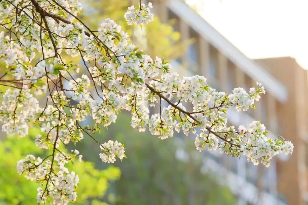 雨樱也浪漫！浙工大美美美！
