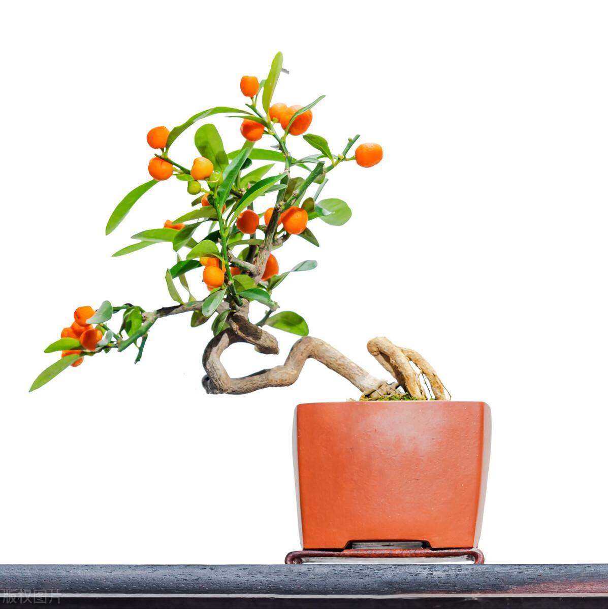 节日送花注意事项,送花常识和送花禁忌都有哪些