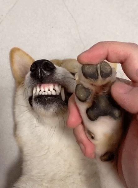 家里养狗狗有臭味去除小妙招,家里除狗臭味用酒精