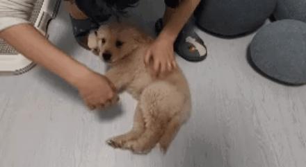 狗狗狂犬病10天观察法,狗狗得狂犬病早期的10个征兆