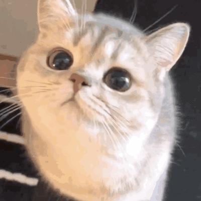 新手养猫必备猫咪行为语言大解读,猫咪16种求救信号养猫人必看