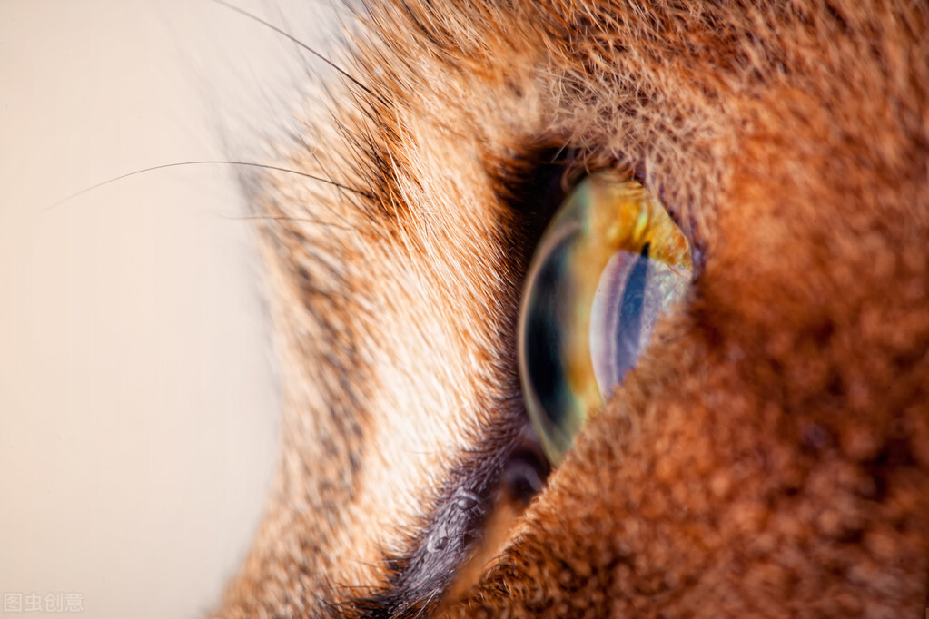 猫咪眼睛的颜色你了解吗？快看看你家主子是那种