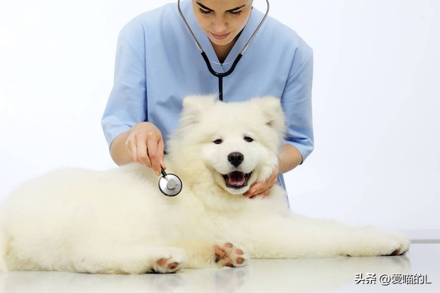 如何选择一只适合你的宠物犬,独居女孩适合养的中大型宠物犬