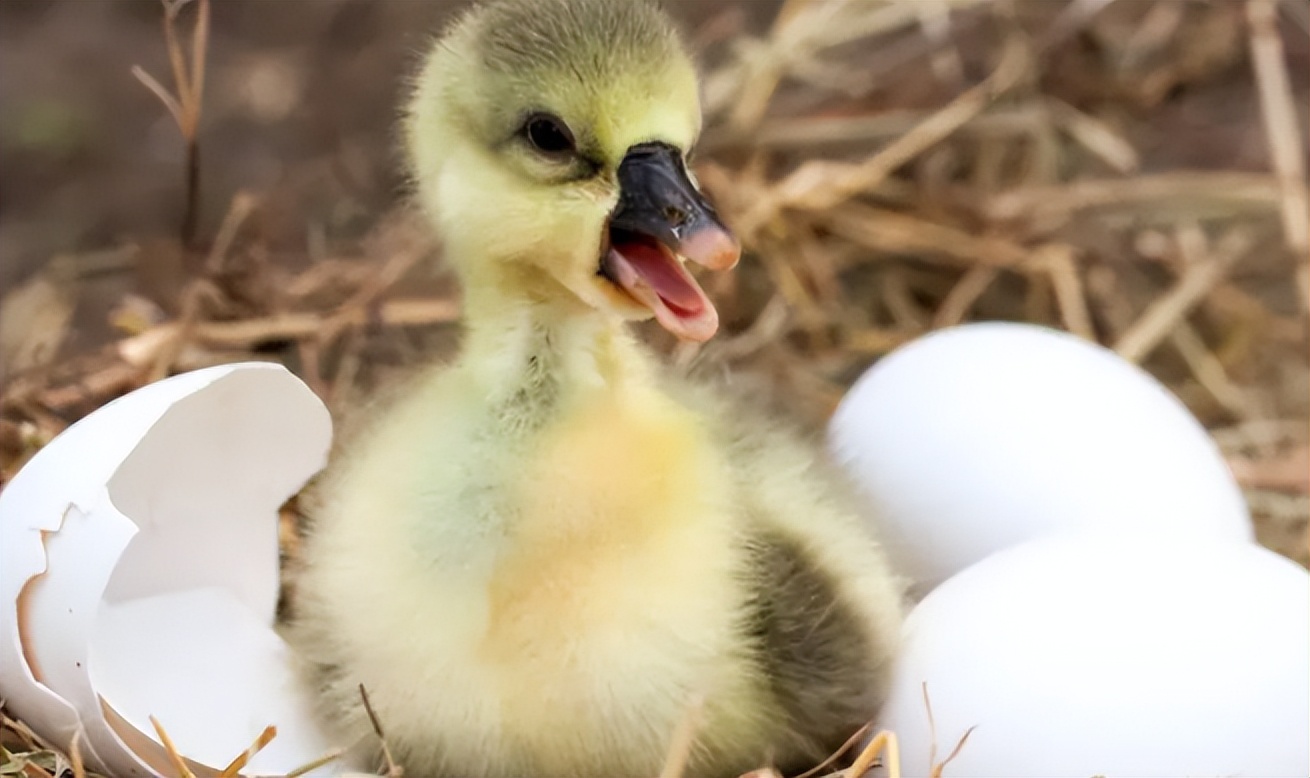 小鸭腿走路拐脚怎么回事,小鸭脚瘸是什么原因用什么药