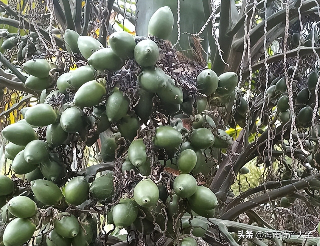 海南槟榔价格今年为什么会掉价,海南槟榔最新价格