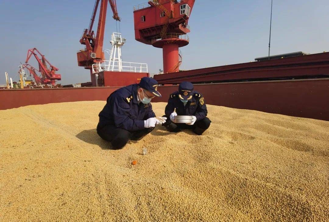 美国为什么向中国出口粮食,美国为何要向我国出口粮食