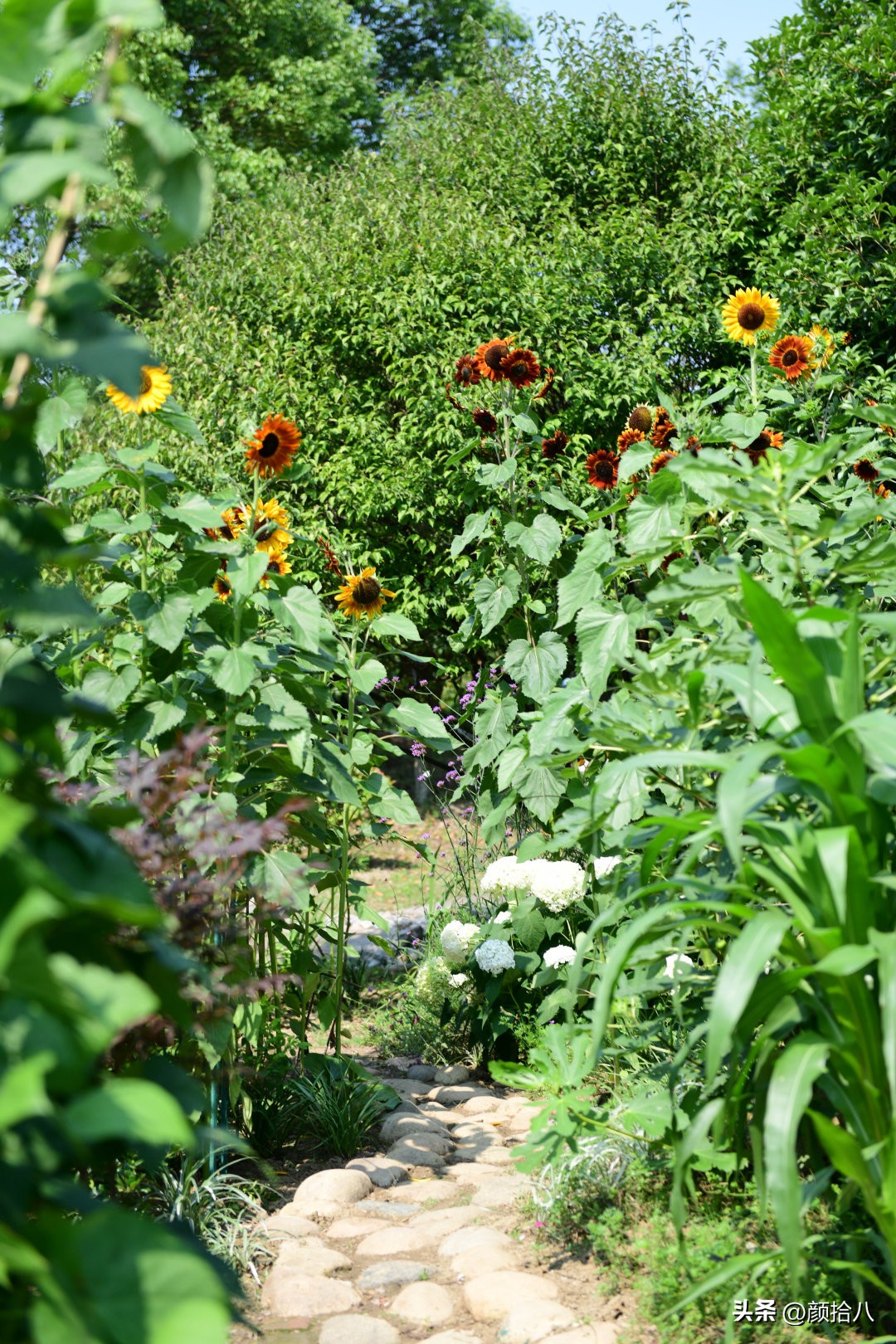 流放到菜地的花儿们，尽情绽放吧，不管在哪里｜园丁