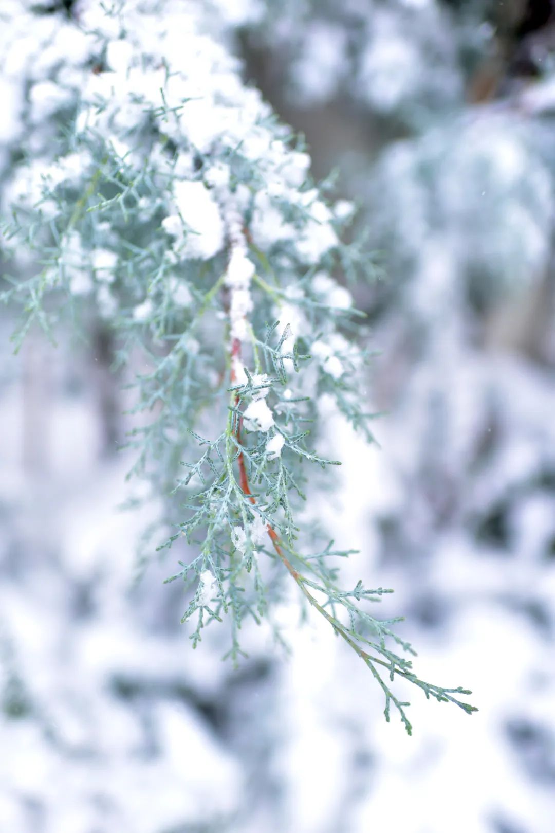 她在大连建了一座可以随便“折腾”的花园，处处体现着自然美感
