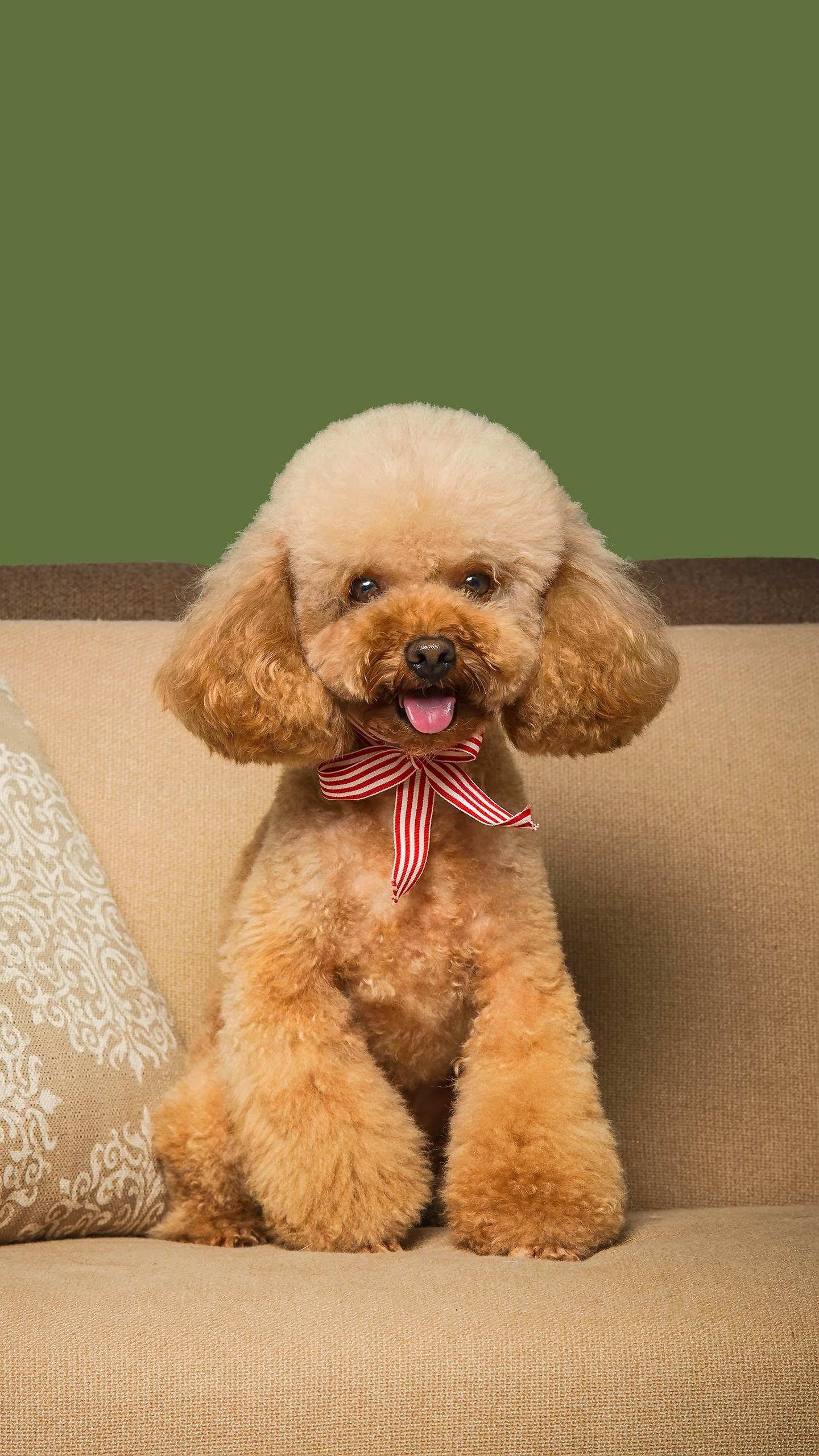 养泰迪有什么烦恼,养泰迪的五大误区