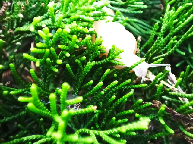 蜗牛团队所有视频,蜗牛团队网红