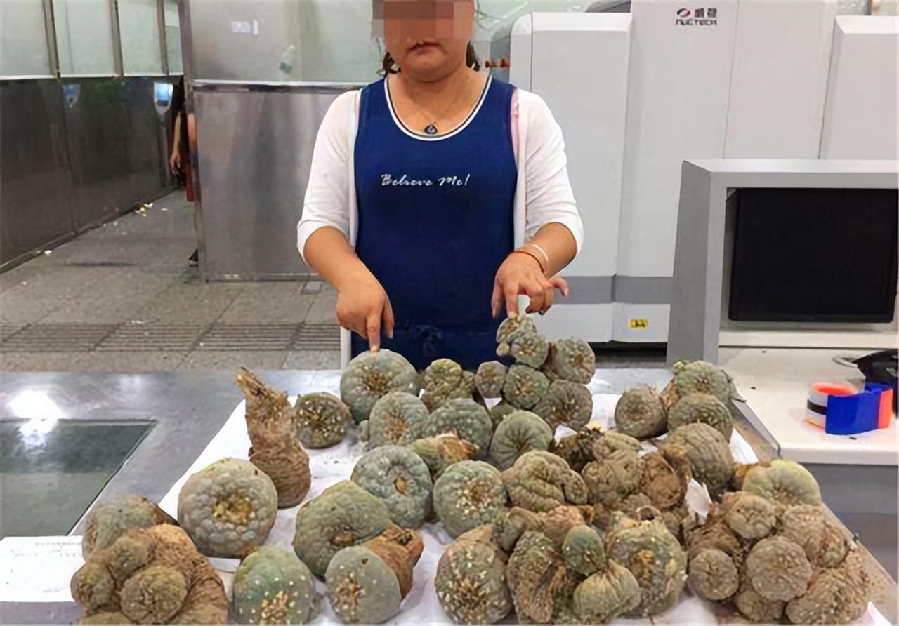 切割6类“多肉”要戴手套，植物汁液“有毒”，容易过敏，小心养
