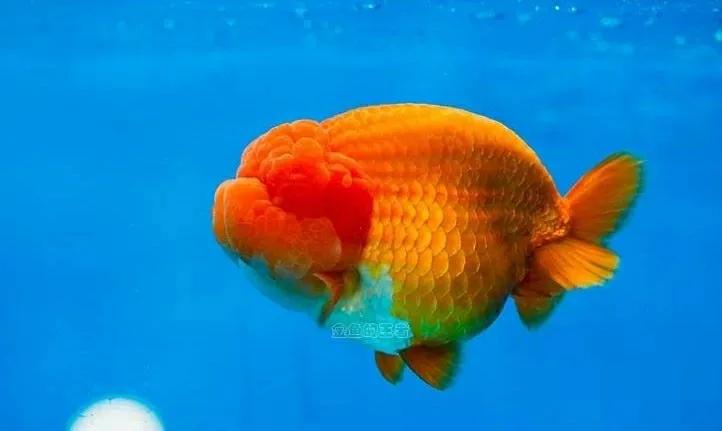 新手养金鱼适合什么鱼缸,养金鱼的鱼缸怎么样选择