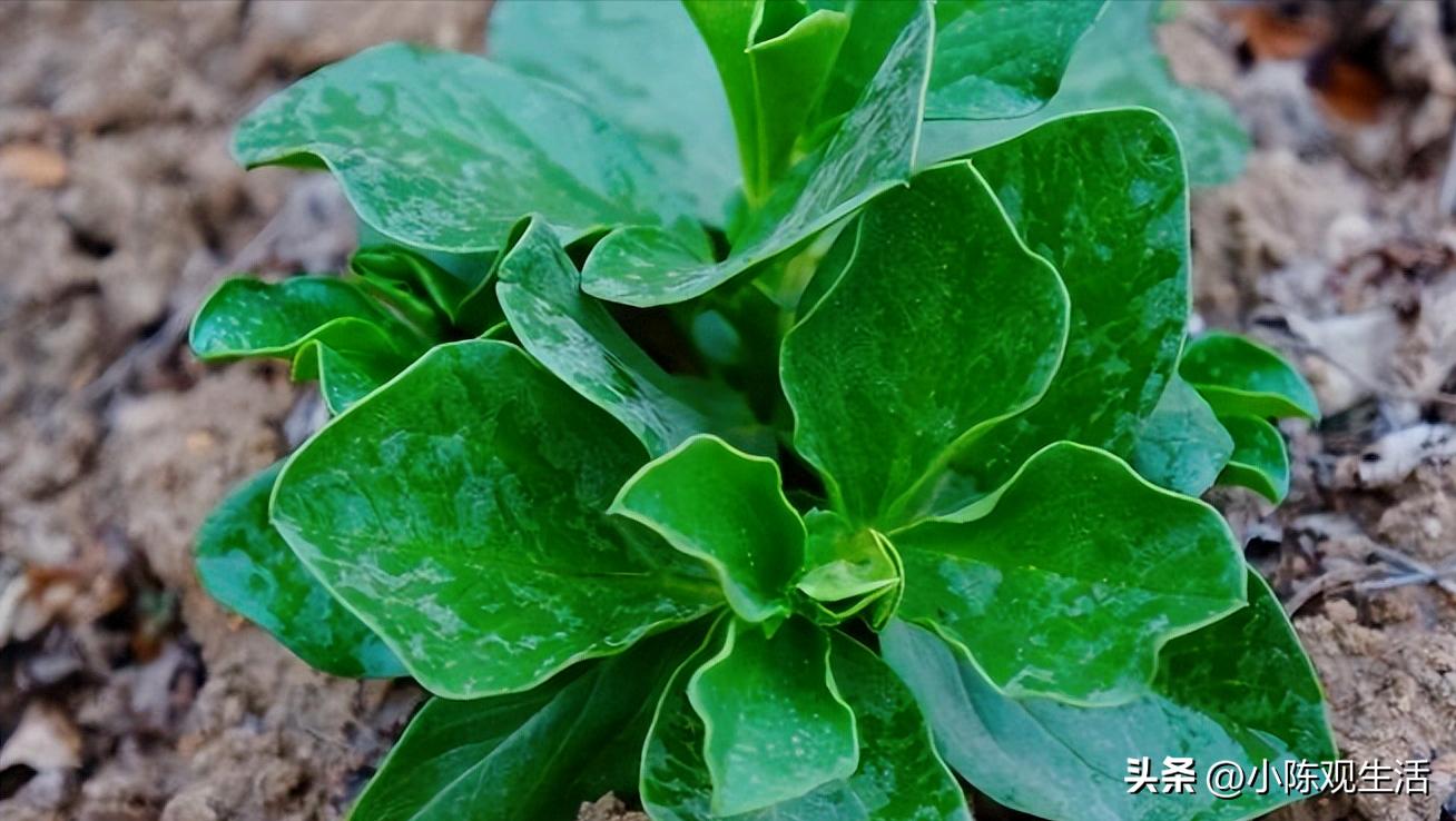 认识植物叶子的基础知识,植物叶子形态各异选择你最熟悉的