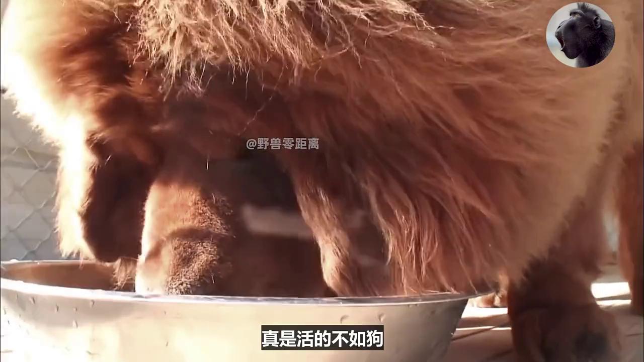 全网最聪明的狗狗2000万不卖,一只狗只值6000