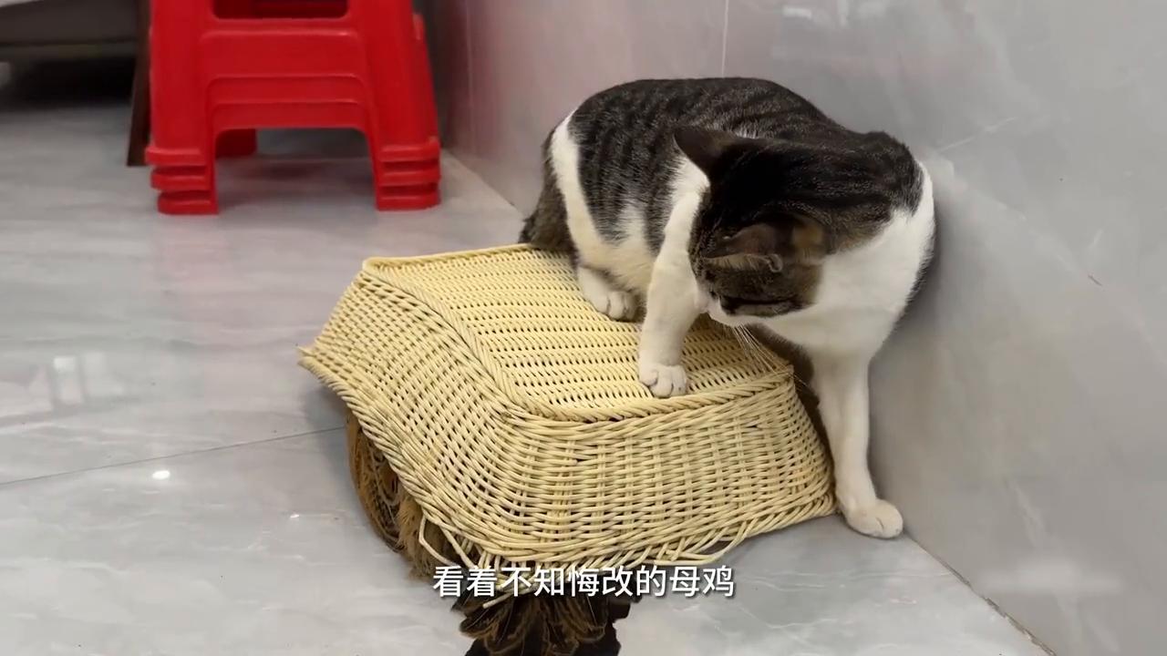 猫咪不发威当病虎了,猫咪说老虎不发威你以为我是病猫