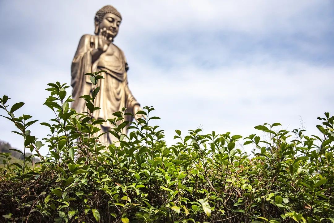 鎳傝尪鐨勪汉鍠濇槑鍓嶈尪,鎳傝尪鐨勪汉涓嶄竴瀹氫細鍠濊尪