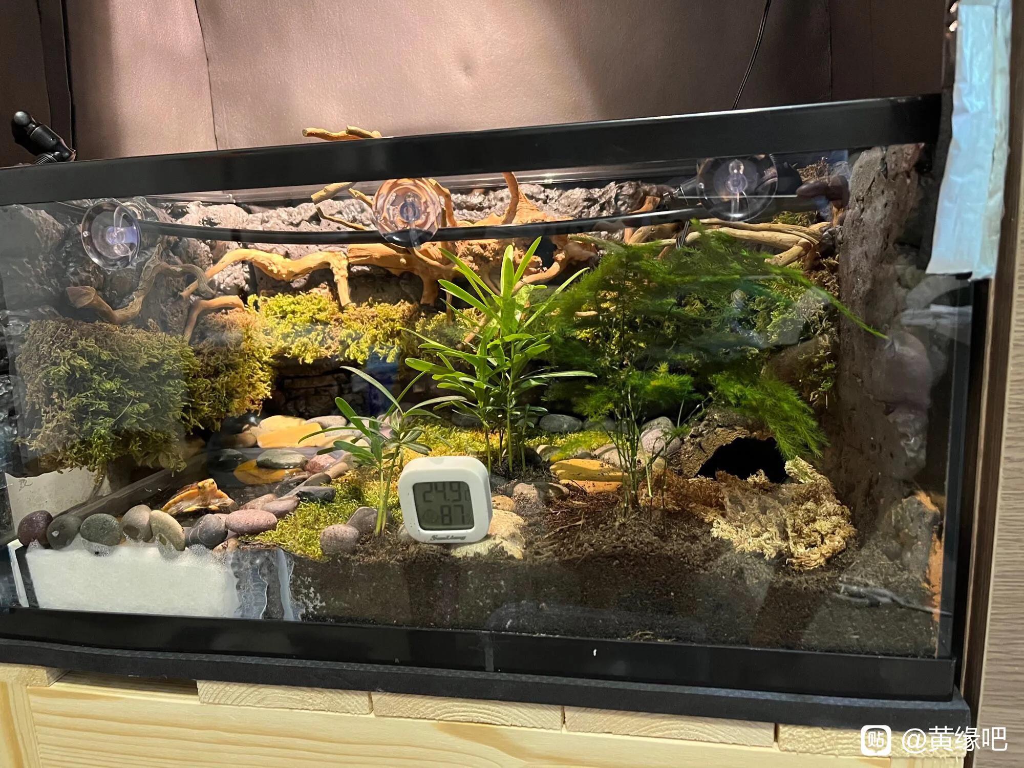 要冬眠的龟和不需要冬眠的龟,这个季节龟龟冬眠吗