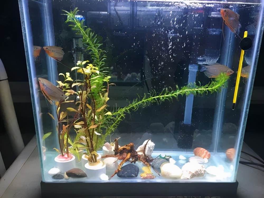 养鱼知识大全如何养水,最全养鱼常识养鱼之前先看这篇