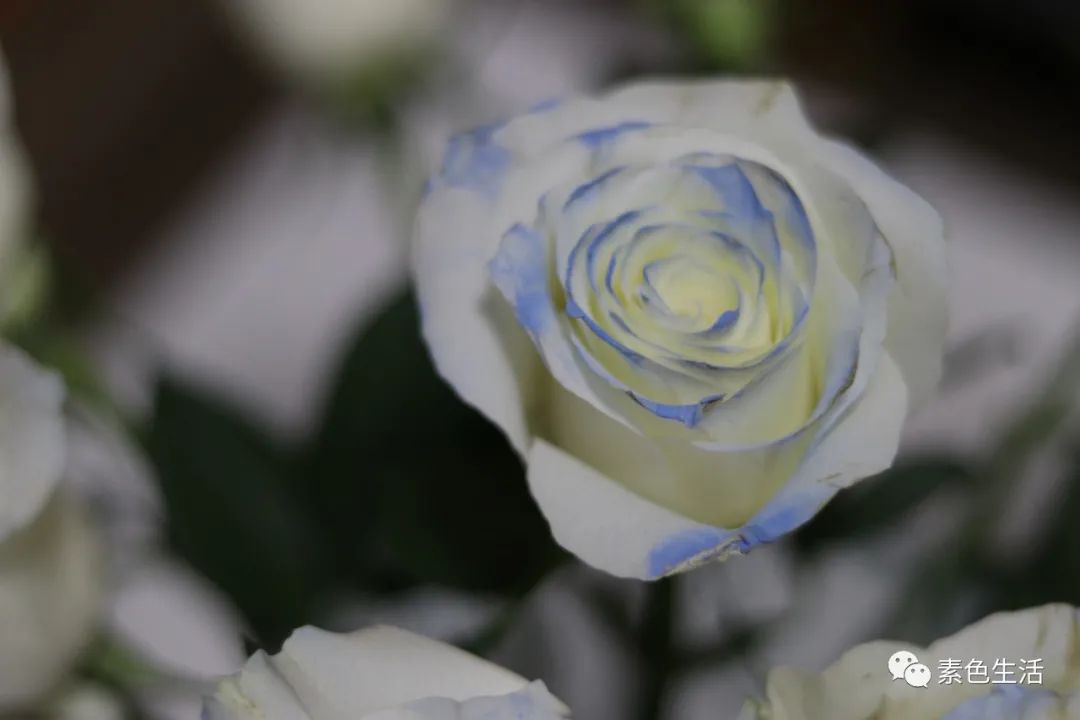 人性光辉的魅力,人性中的光辉