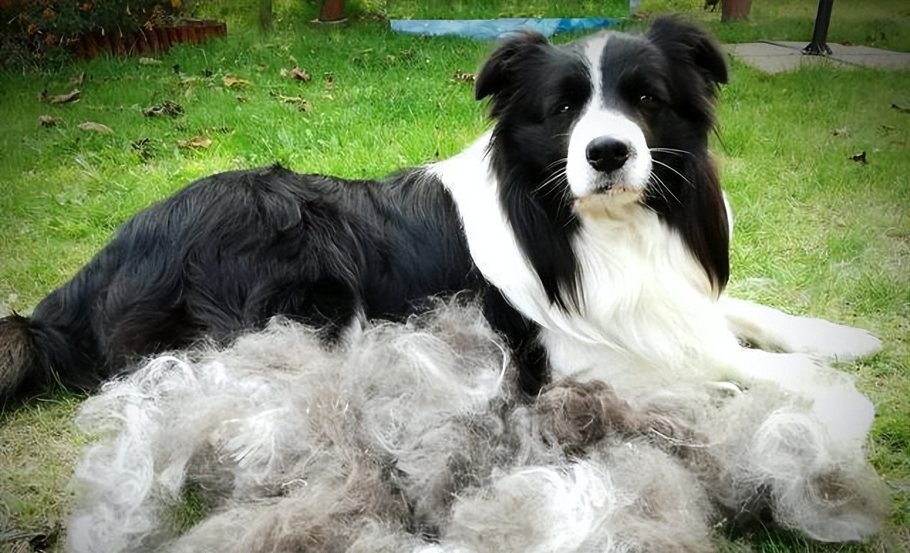 边牧和金毛哪个更适合养,金毛和边牧哪个更听话好养