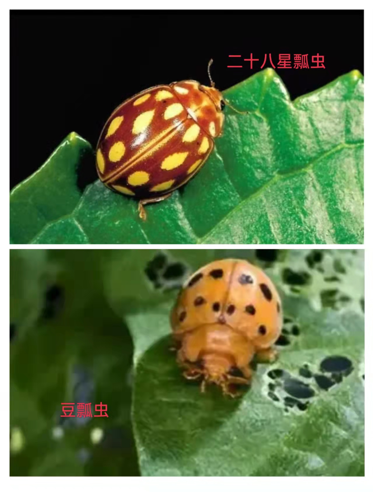 拓展眼界，别让你的眼界还停留在七星瓢虫