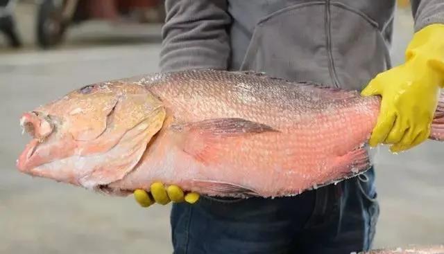 鱼类食材大全名称图片,鱼类菜谱大全100种