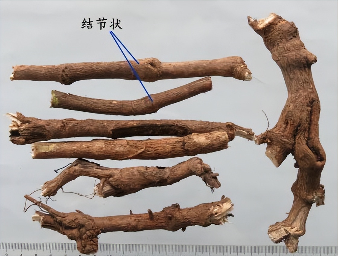 刺五加植物的识别方法,带你识别白薇