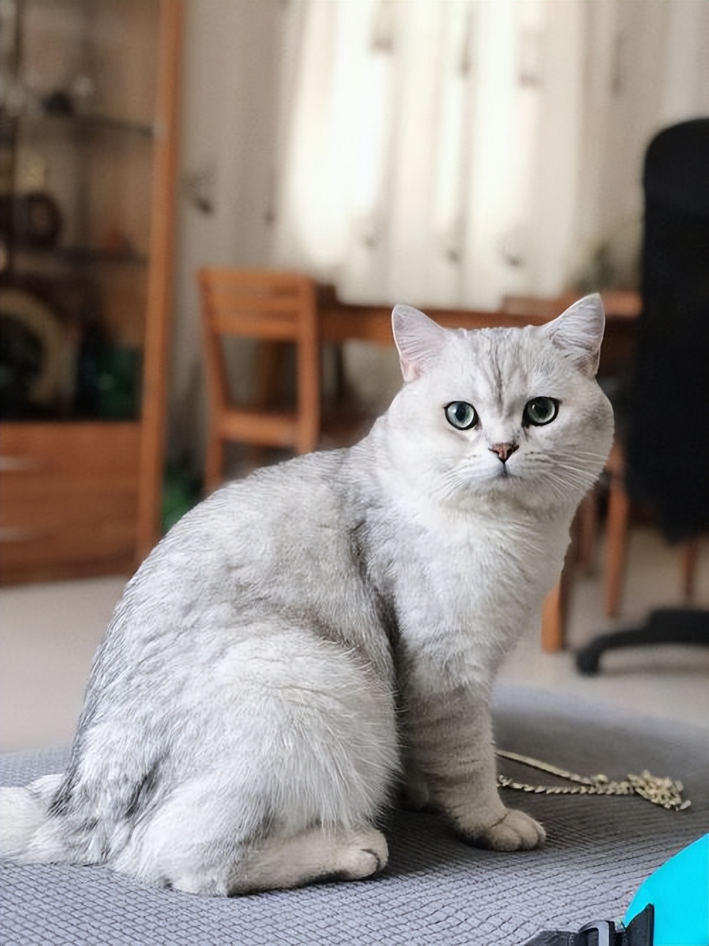 铲屎官回了老家结果给猫喂了猫粮,新手铲屎官注意让猫咪远离毒猫粮