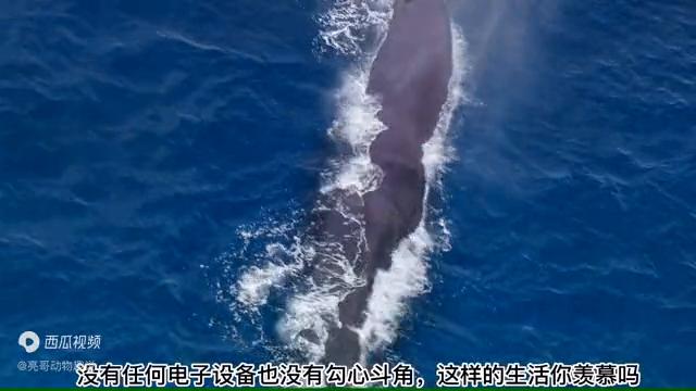 用最原始的弓箭捕鱼,利用原始工具捕鱼