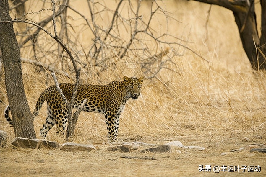 阿迪彪马的创始人,彪马和阿迪是亲兄弟吗