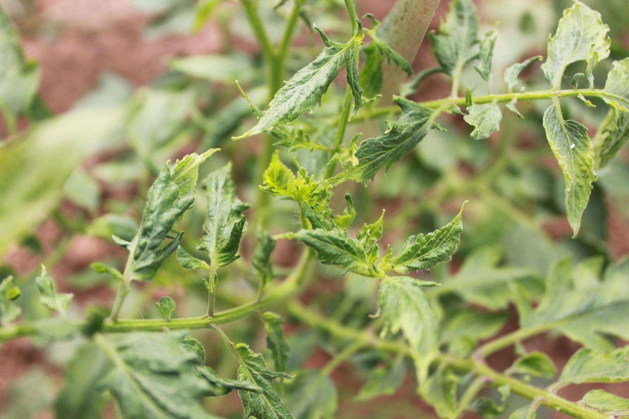 番茄叶片边缘焦枯卷曲,番茄叶子卷曲皱缩怎么处理