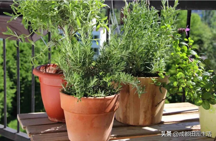 乡村民宿院子植物,庭院经济养殖致富项目