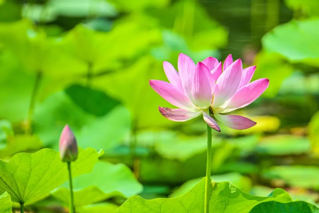 亲家俗话怎么说,亲家全是大俗话