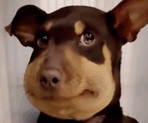 一头扎进皮肤里的虫子，遇到它该如何自救？