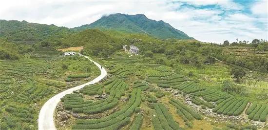 惠州茶园绿意浓,惠州的万亩茶园