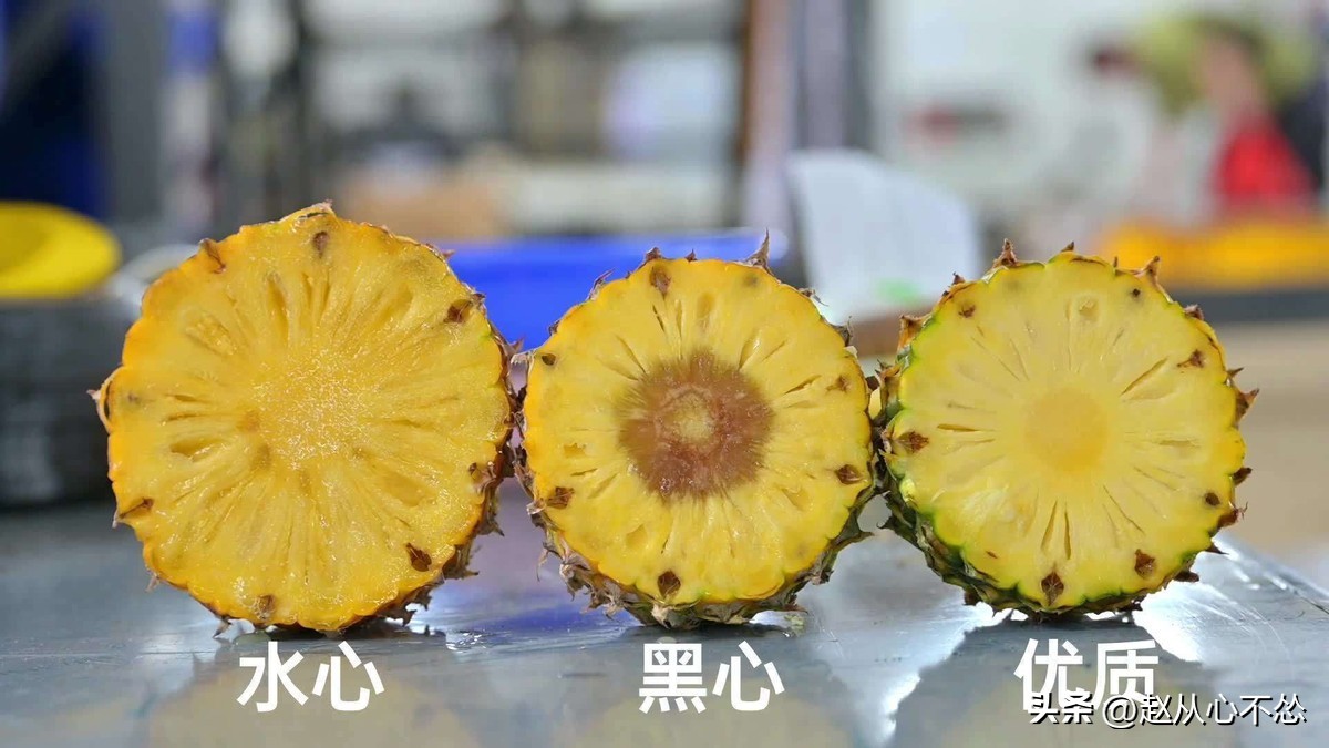 菠萝的甜度和雨水有关吗,菠萝出现一点透明还能吃吗