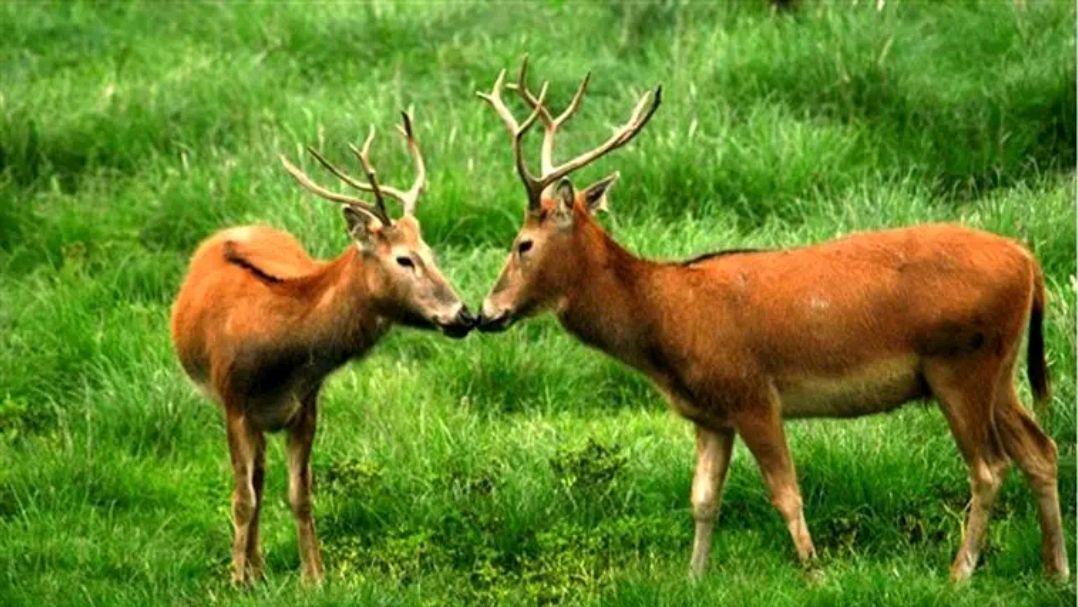 江苏的25个5a景区是哪些,江苏免费景区一览表2022