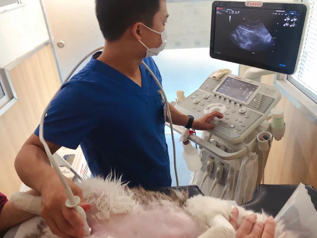 猫咪尿结石反复怎么解决,猫咪尿结石吃什么药消结石