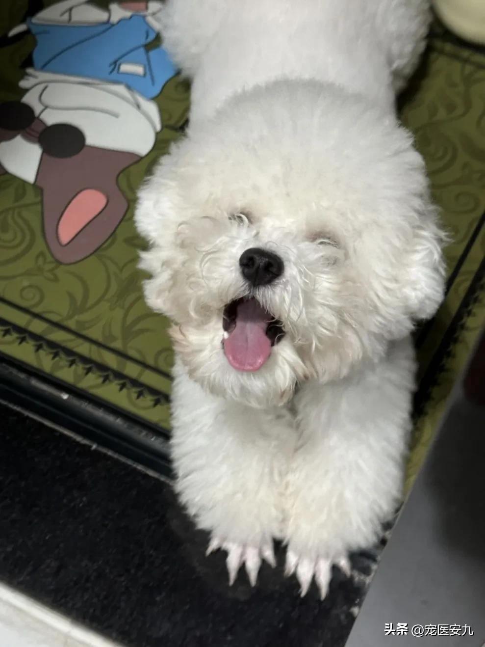 狗狗癫痫发作数次是不是安乐死,狗狗得了癫痫是不是会越来越傻