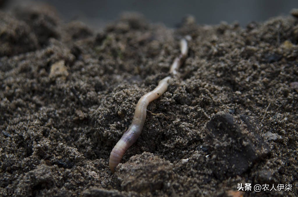 现在养蚯蚓前景如何,蚯蚓养殖这几年的前景如何