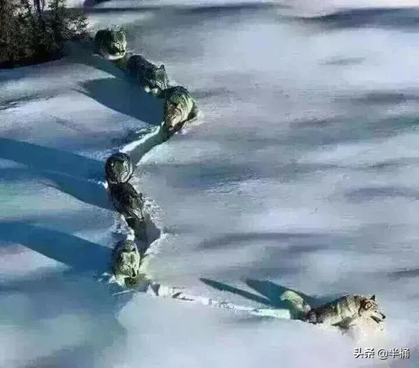 开挖掘机遇到猛兽,开挖掘机遇到发动机怎么办